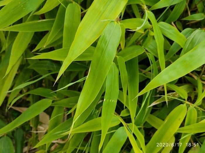 Phyllostachys aurea image