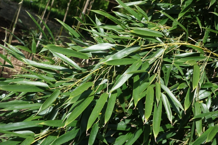 Phyllostachys aureosulcata image