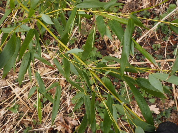 Phyllostachys bissetii image