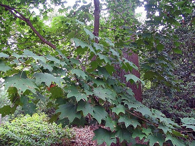 Phyllostachys nigra var. henonis image