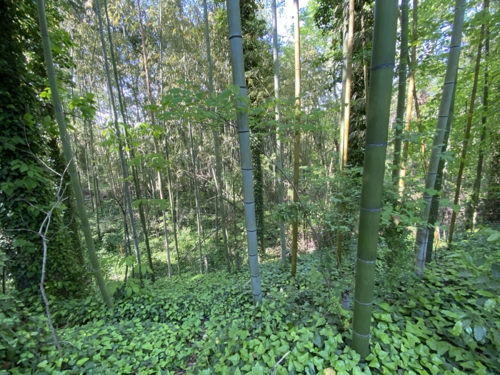 Phyllostachys bambusoides image