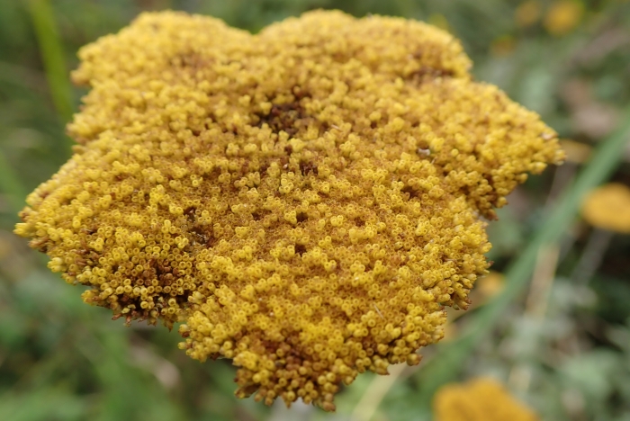 Phymaspermum acerosum image