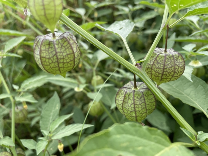 Physalis angulata image