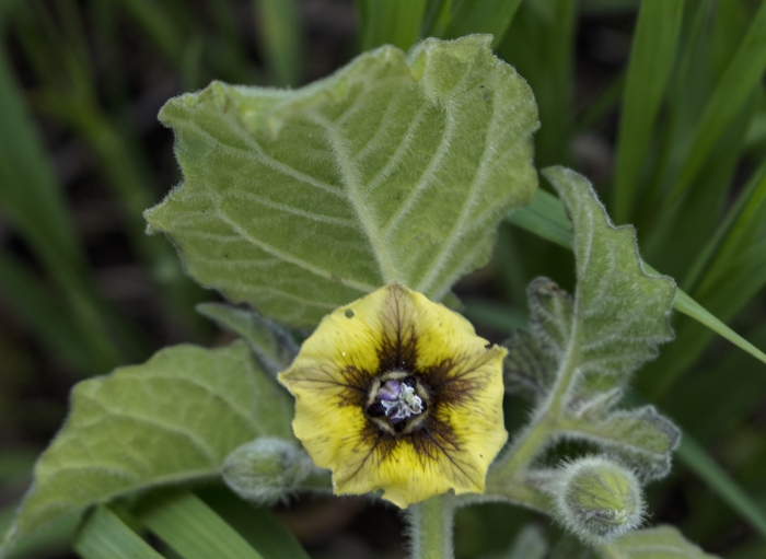 Physalis heterophylla image