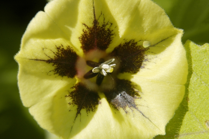 Physalis longifolia image
