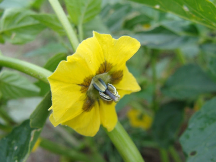 Physalis philadelphica image