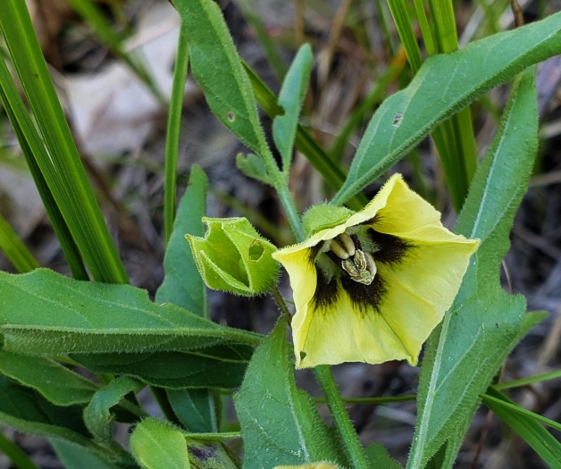 Physalis virginiana image