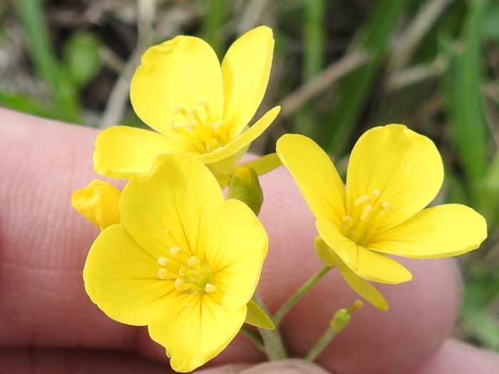 Physaria gracilis image