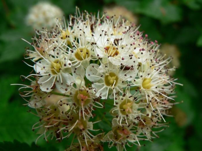 Physocarpus capitatus image