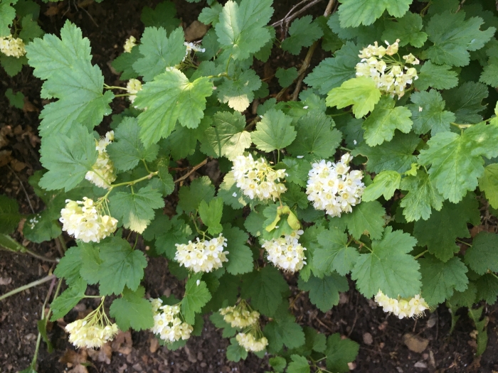 Physocarpus malvaceus image