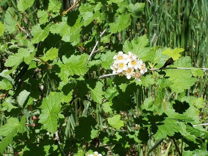 Physocarpus monogynus image