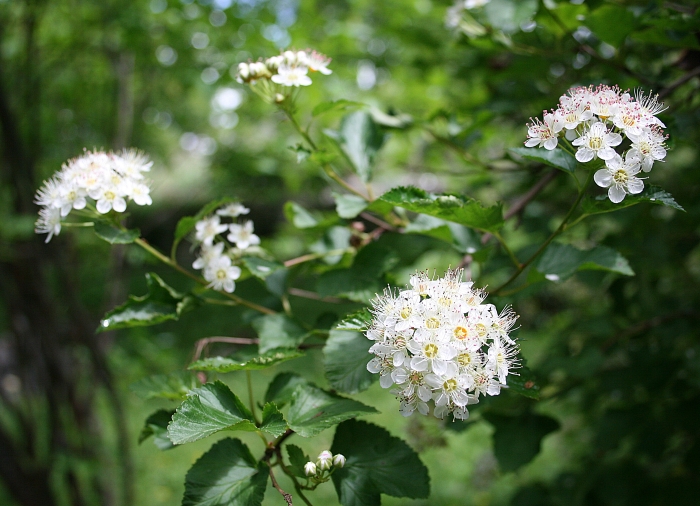 Physocarpus opulifolius image
