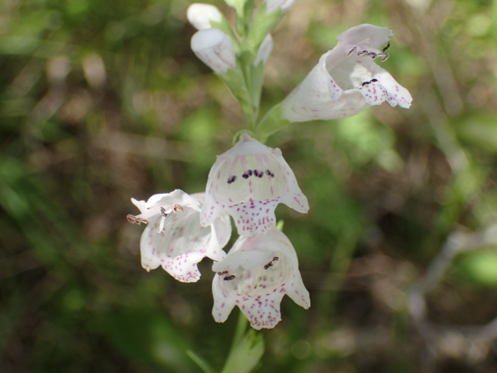 Physostegia angustifolia image
