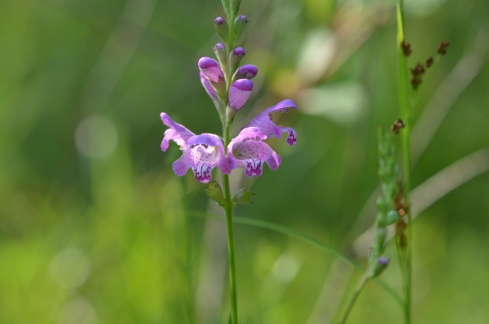 Physostegia intermedia image