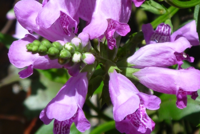 Physostegia leptophylla image