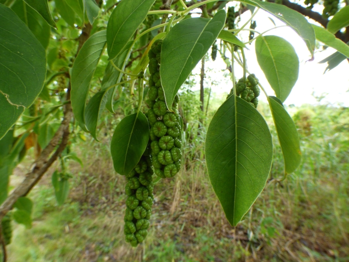Phytolacca dioica image