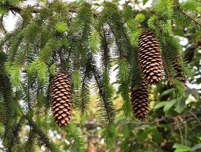 Picea abies image