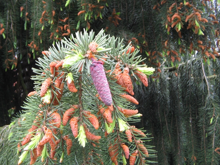 Picea breweriana image