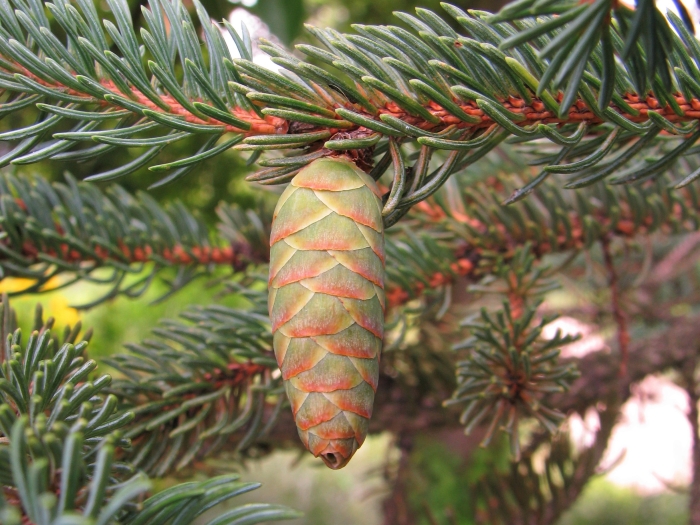 Picea glauca image