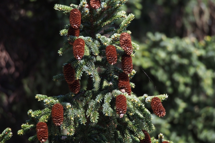 Picea glehnii image