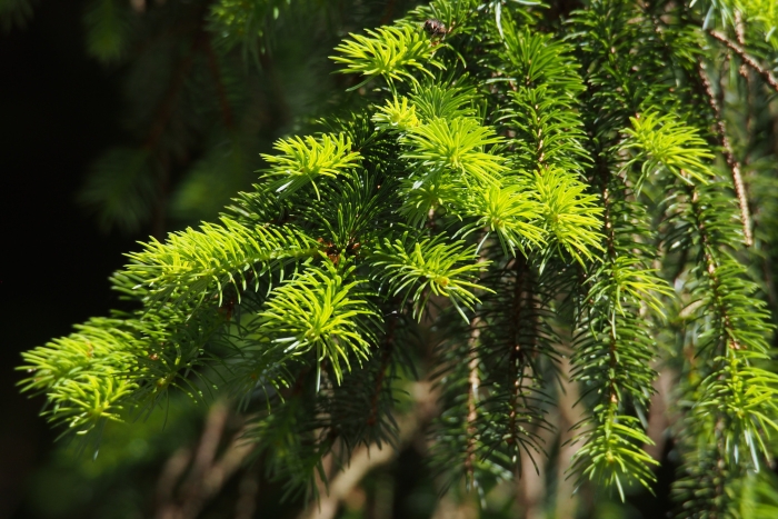 Picea jezoensis image