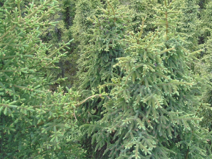 Picea mariana image