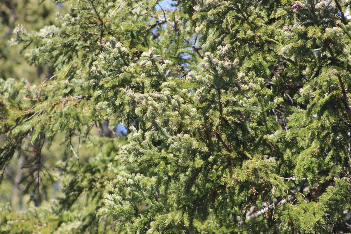 Picea obovata image