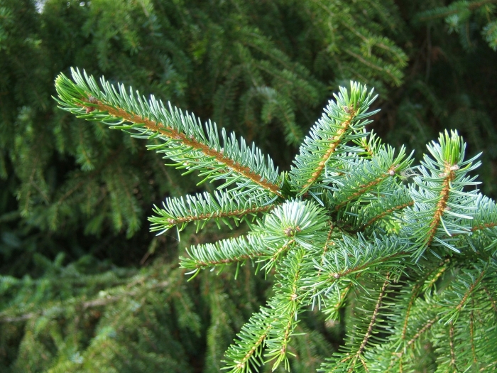 Picea omorika image