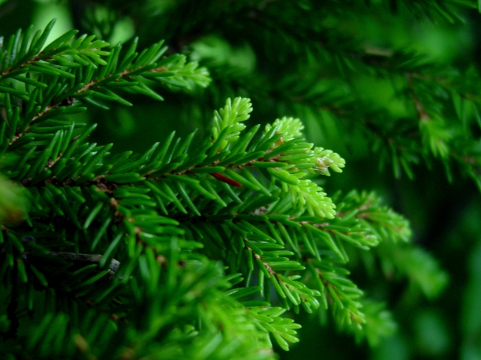 Picea orientalis image