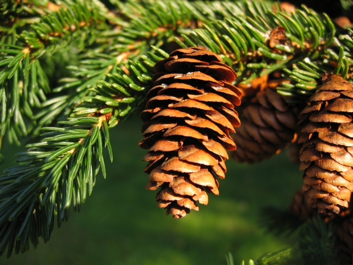 Picea rubens image