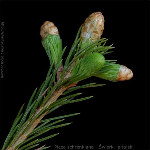 Picea schrenkiana image