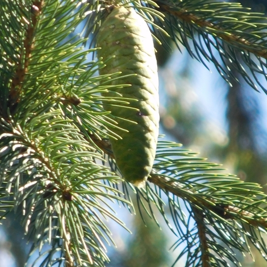 Picea smithiana image