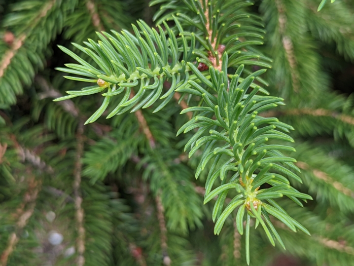 Picea torano image