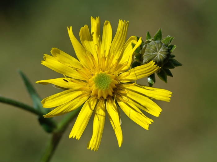 Picris hieracioides image