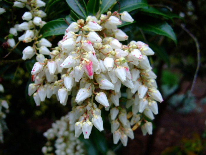Pieris formosa image