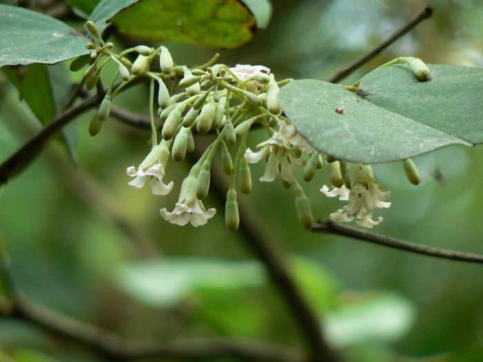 Piliostigma malabaricum image