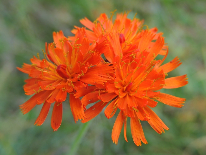 Pilosella aurantiaca image