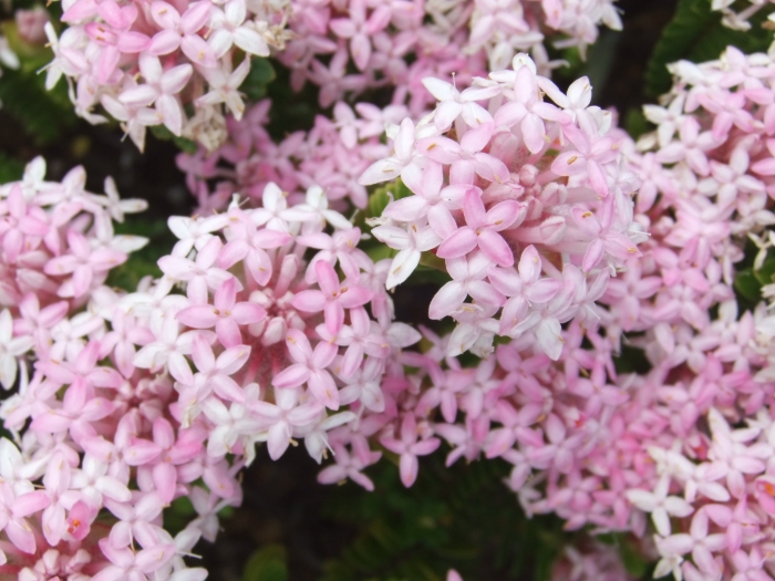 Pimelea ferruginea image