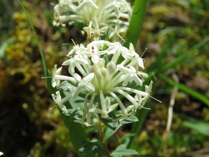 Pimelea humilis image
