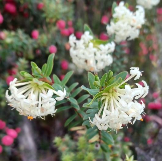 Pimelea linifolia image