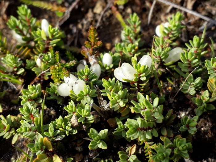 Pimelea prostrata image