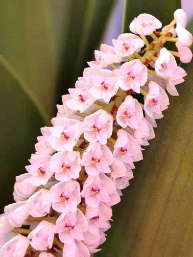 Pinalia floribunda image