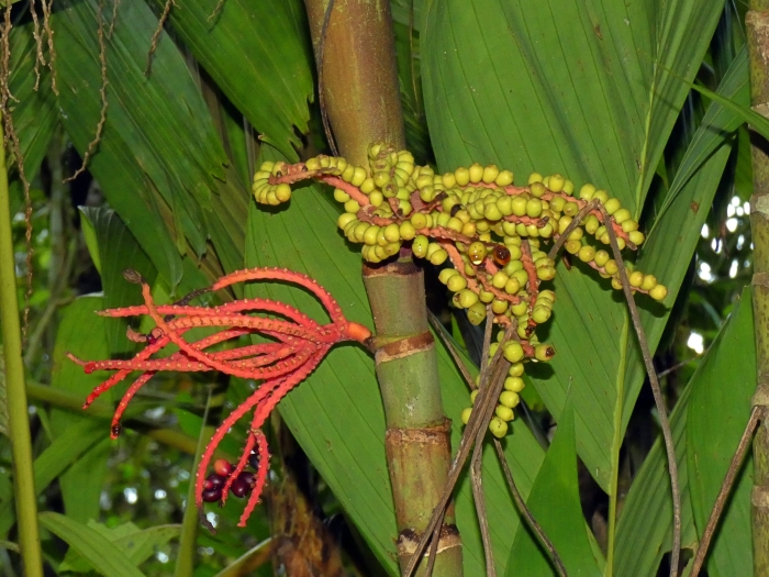 Pinanga coronata image