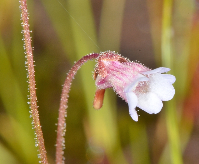 Pinguicula lusitanica image