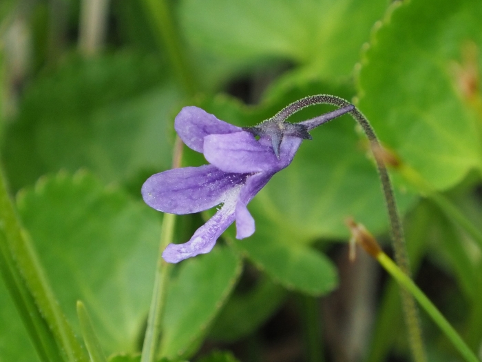 Pinguicula macroceras image