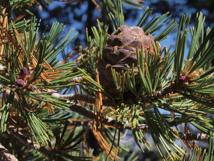 Pinus albicaulis image