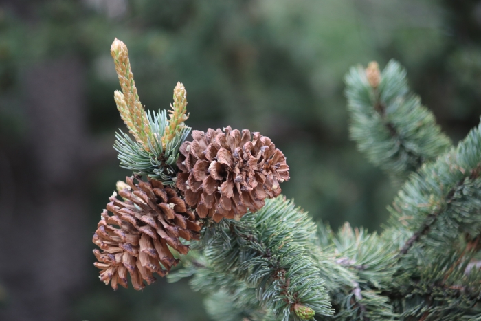 Pinus aristata image