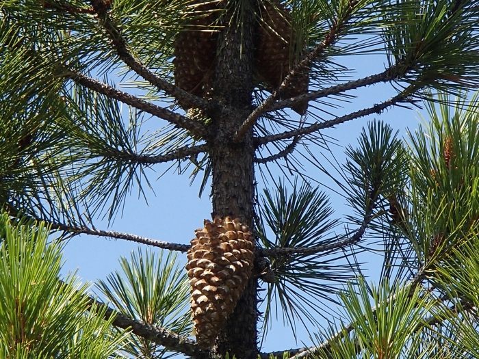 Pinus attenuata image