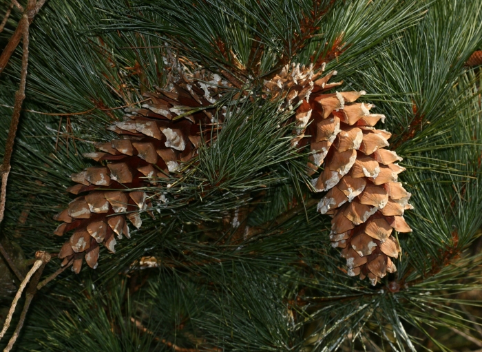 Pinus ayacahuite image