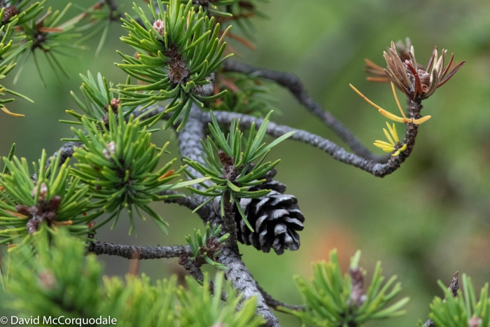 Pinus banksiana image